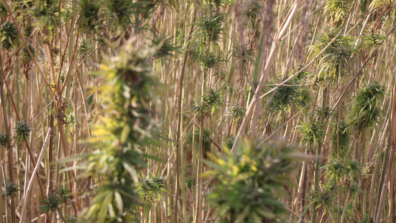 kenevirde hayal kirikligi yuzde 87 azaldi 2L5SGxyg.jpg