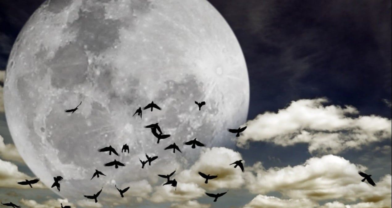 yuzlerce tur yok olmak uzere terk etmeye basladilar mPbcAfNp.jpg