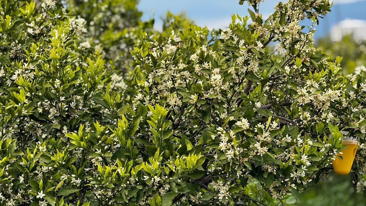 Dörtyol’da Narenciye Ağaçları Bahara Merhaba Dedi